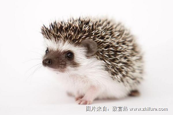 刺猬的刺有毒嗎？