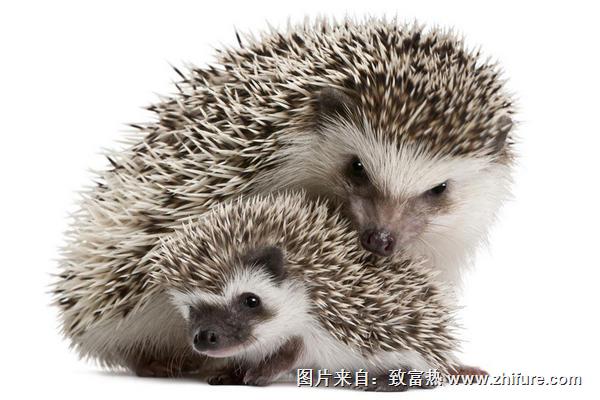 母刺猬為什么吃小刺猬？