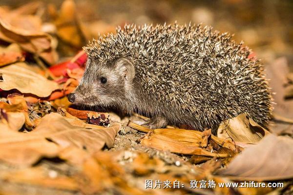 刺猬的養殖成本與利潤大概是多少？