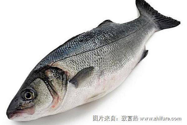 鱸魚的營養價值及功效與作用