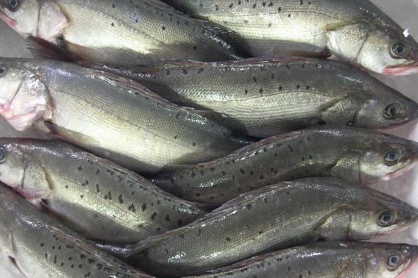 鱸魚的營養(yǎng)價值及功效與作用