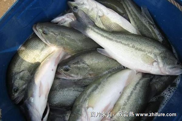 鱸魚是淡水魚還是海魚？