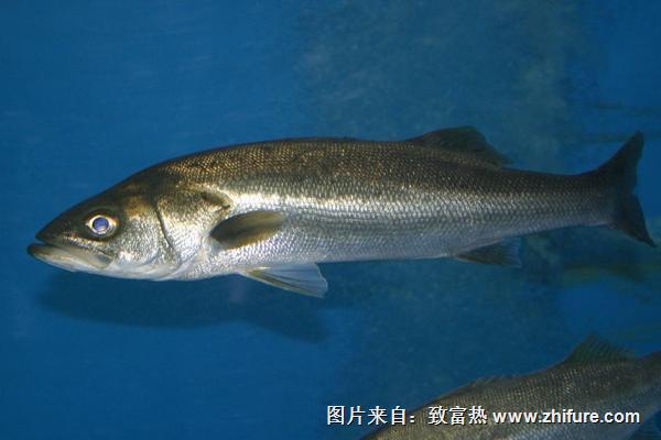 鱸魚圖片大全