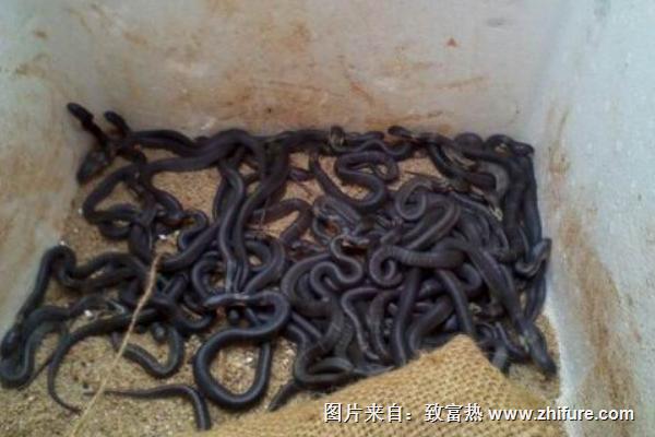 養蛇發酵床技術