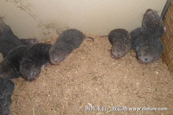 養竹鼠到哪里培訓？