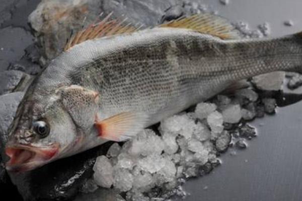 鱸魚圖片大全