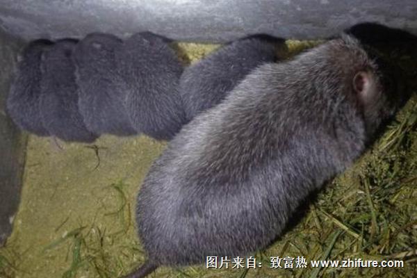 竹鼠是保護動物嗎?