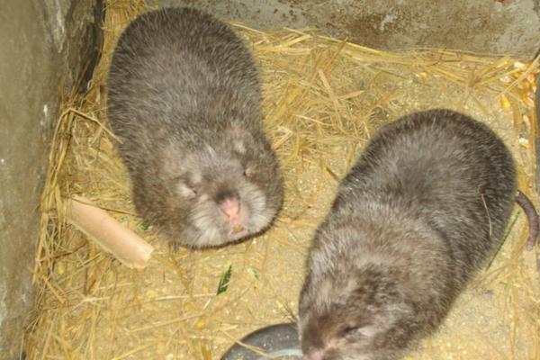 竹鼠是保護動物嗎?