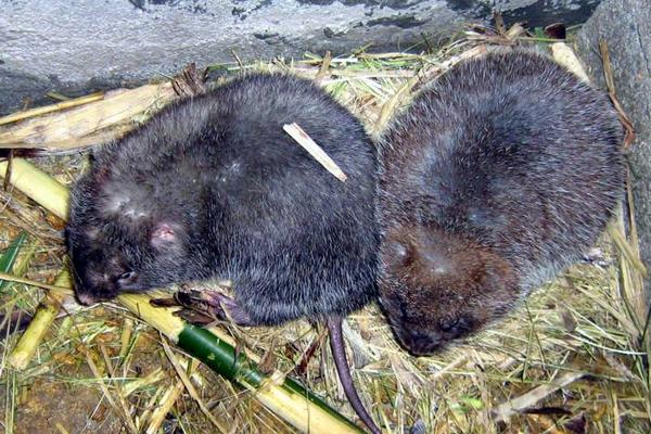 竹鼠是保護動物嗎?