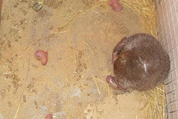 竹鼠是保護動物嗎?