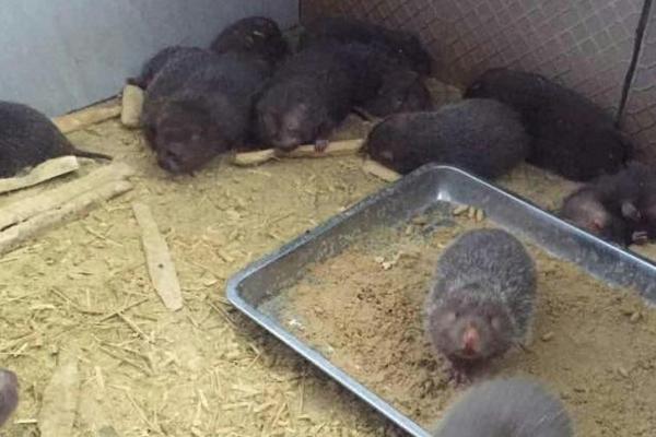 竹鼠是保護動物嗎?