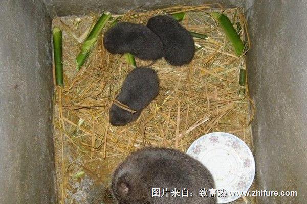 最新竹鼠市場價格及行情走勢