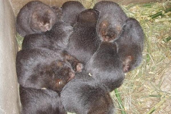 最新竹鼠市場價格及行情走勢