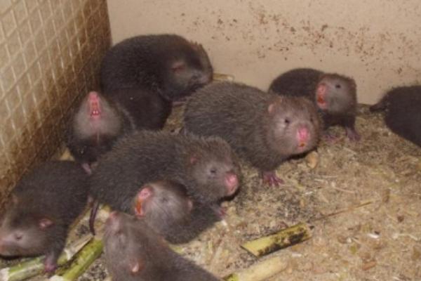 最新竹鼠市場價格及行情走勢