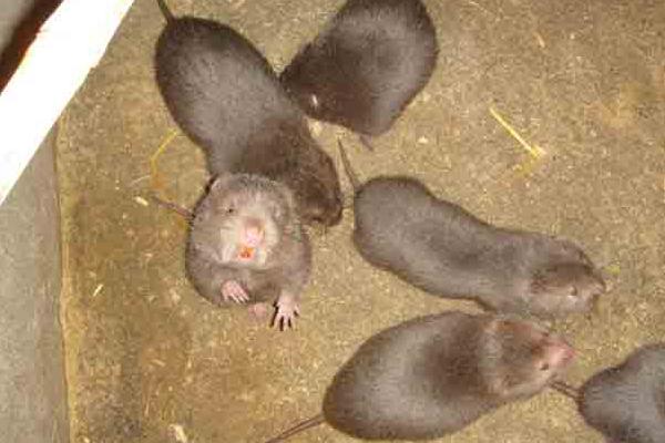 最新竹鼠市場價格及行情走勢