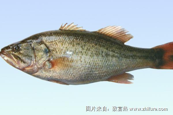 淡水鱸魚養(yǎng)殖技術(shù)