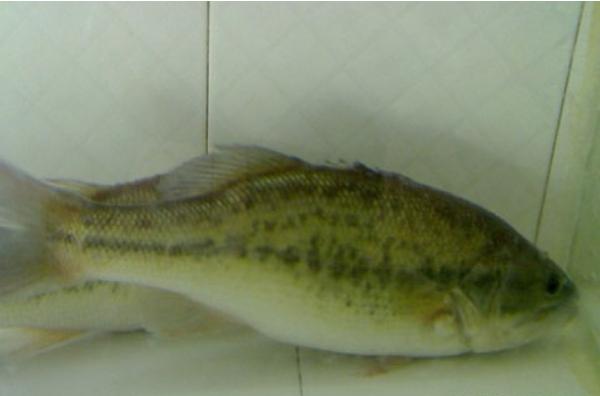 淡水鱸魚養(yǎng)殖技術(shù)