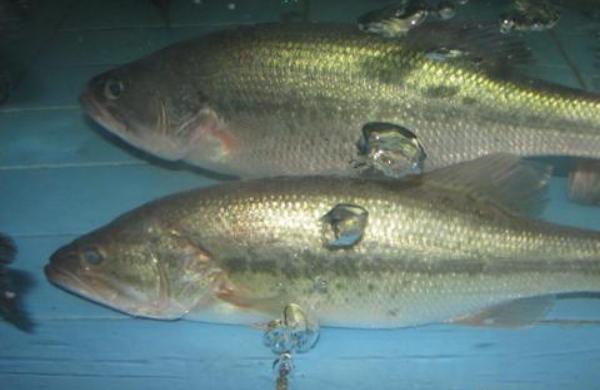 淡水鱸魚養(yǎng)殖技術(shù)