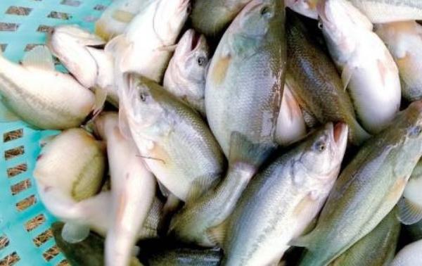 淡水鱸魚養(yǎng)殖技術(shù)