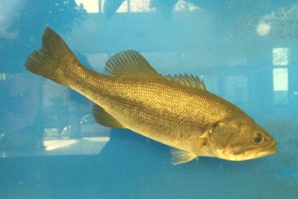 淡水鱸魚養(yǎng)殖技術(shù)