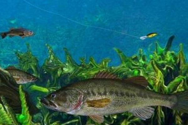 淡水鱸魚養(yǎng)殖技術(shù)