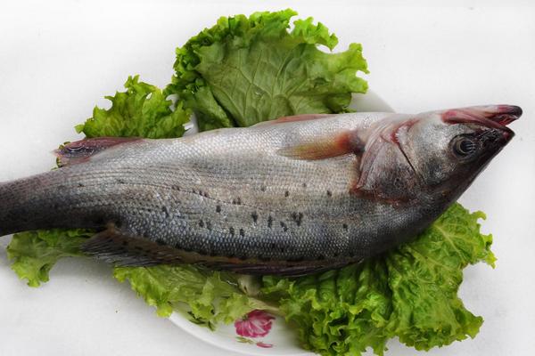 鱸魚圖片大全