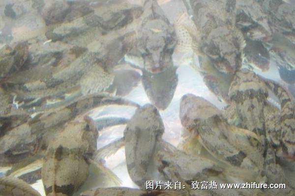 河鱸魚和海鱸魚的區別是什么？