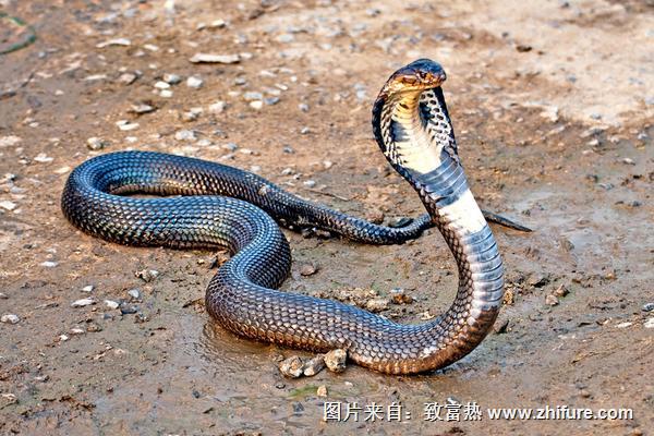 夢見養蛇是什么意思？