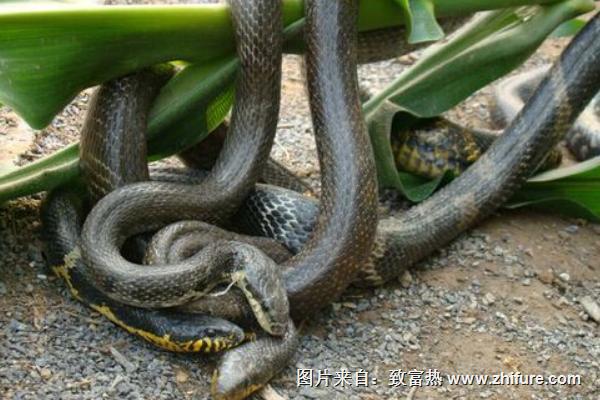 養蛇的成本與利潤分析