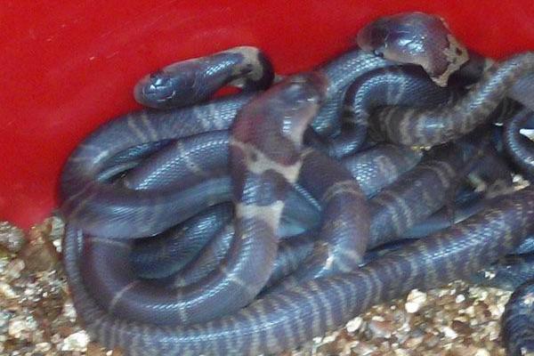 養蛇需要投資多少錢?