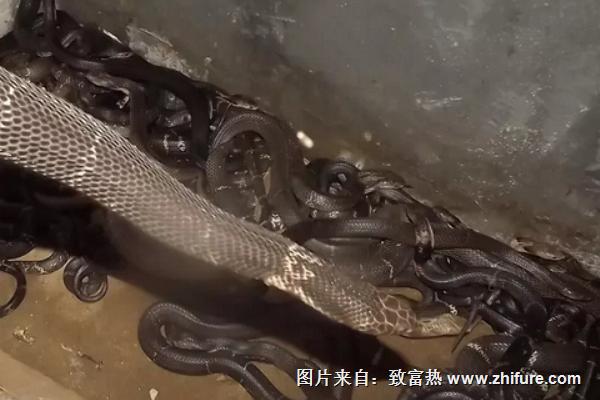 養蛇需要投資多少錢？