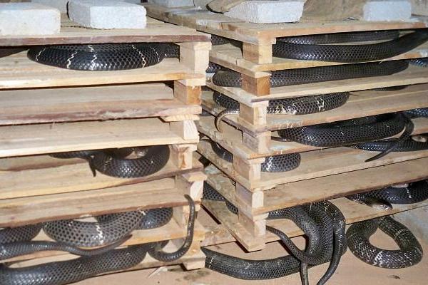 養蛇需要投資多少錢?