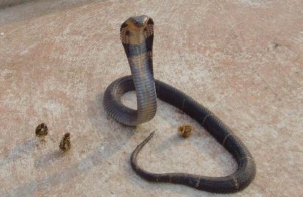 養蛇需要投資多少錢?