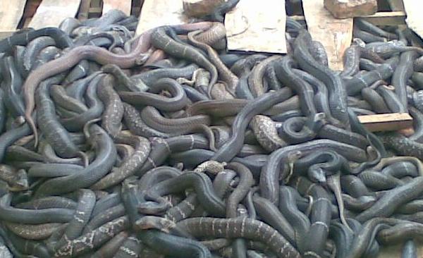 養蛇需要投資多少錢?