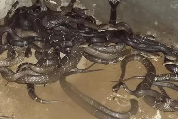 養蛇需要投資多少錢?