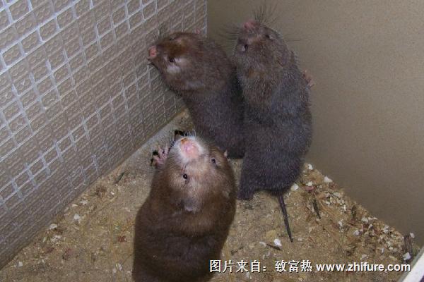 竹鼠價格多少錢一斤？