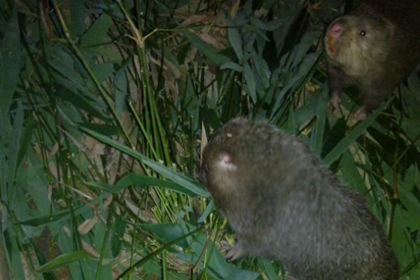 竹鼠怎么做才好吃？