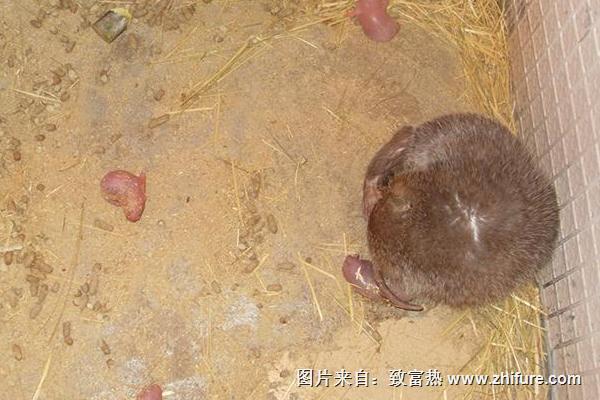 竹鼠種苗價格多少錢一對？