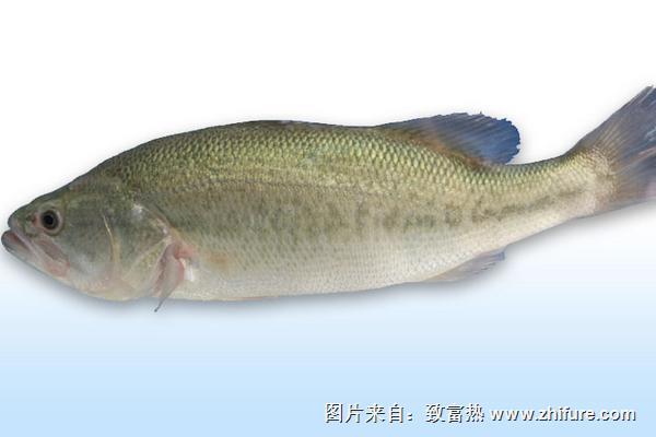 鱸魚不能和什么一起吃？