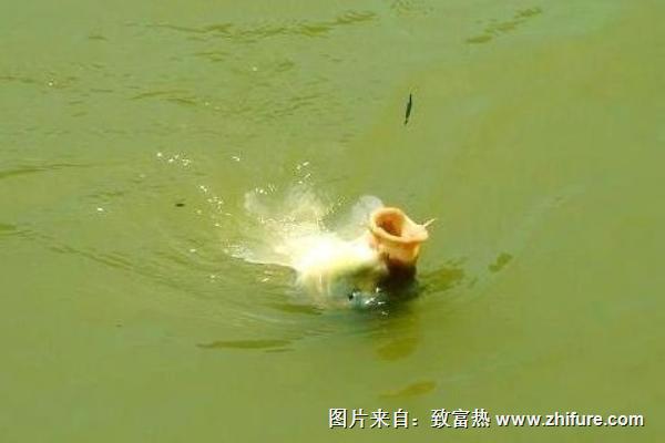 鯉魚喜歡吃什么餌料？