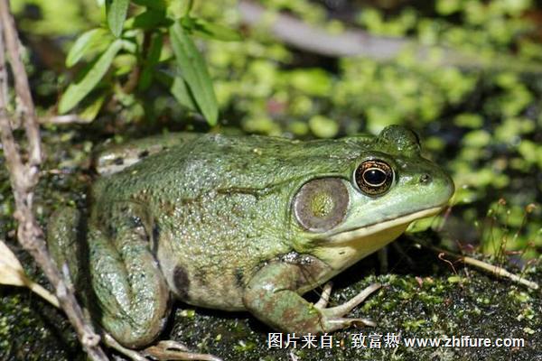 田雞是牛蛙嗎？