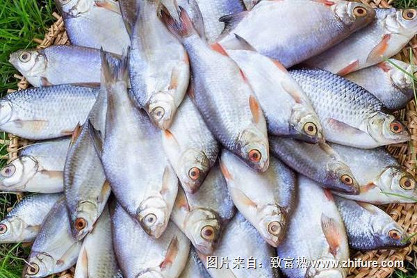 家常紅燒鯉魚的做法大全