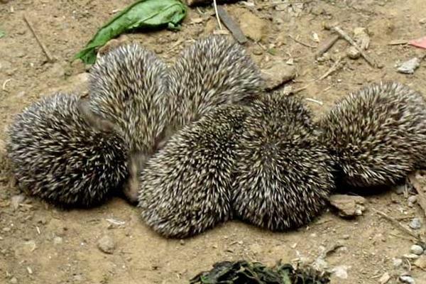 養殖刺猬需要投入多少資金?