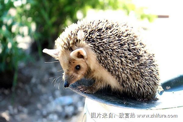 養殖刺猬需要投入多少資金？