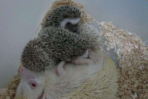 養殖刺猬需要投入多少資金?