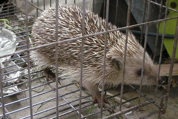 養殖刺猬需要投入多少資金?