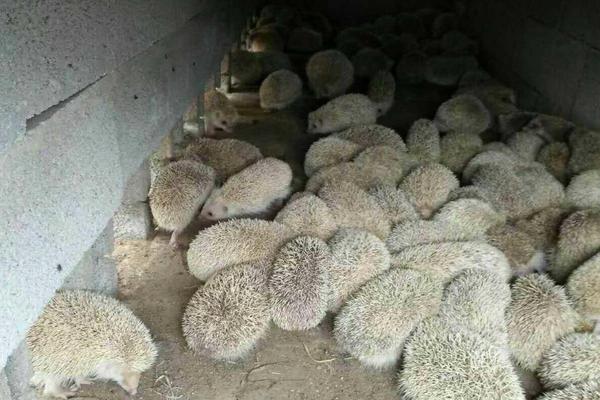 養殖刺猬需要投入多少資金?