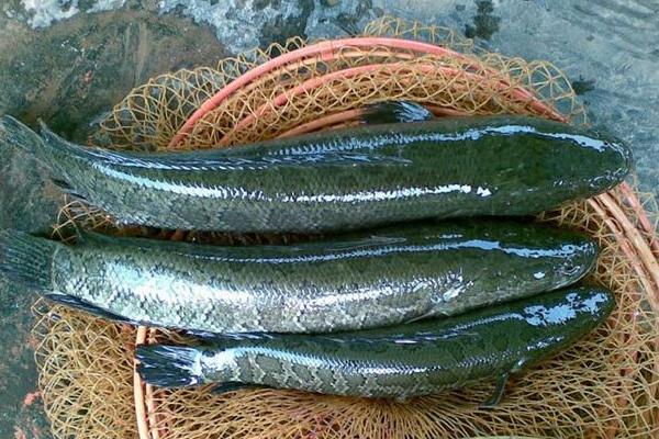 一畝黑魚養殖成本是多少?