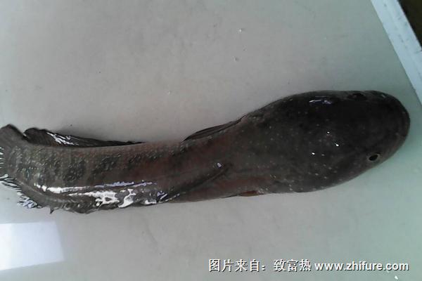 一畝黑魚養殖成本是多少？