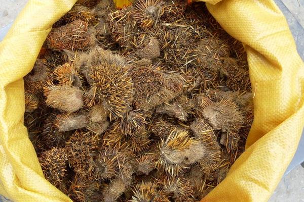 養殖刺猬需要投入多少資金?